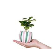 Que Rico 148-00941 PLANT POT PIPPA 